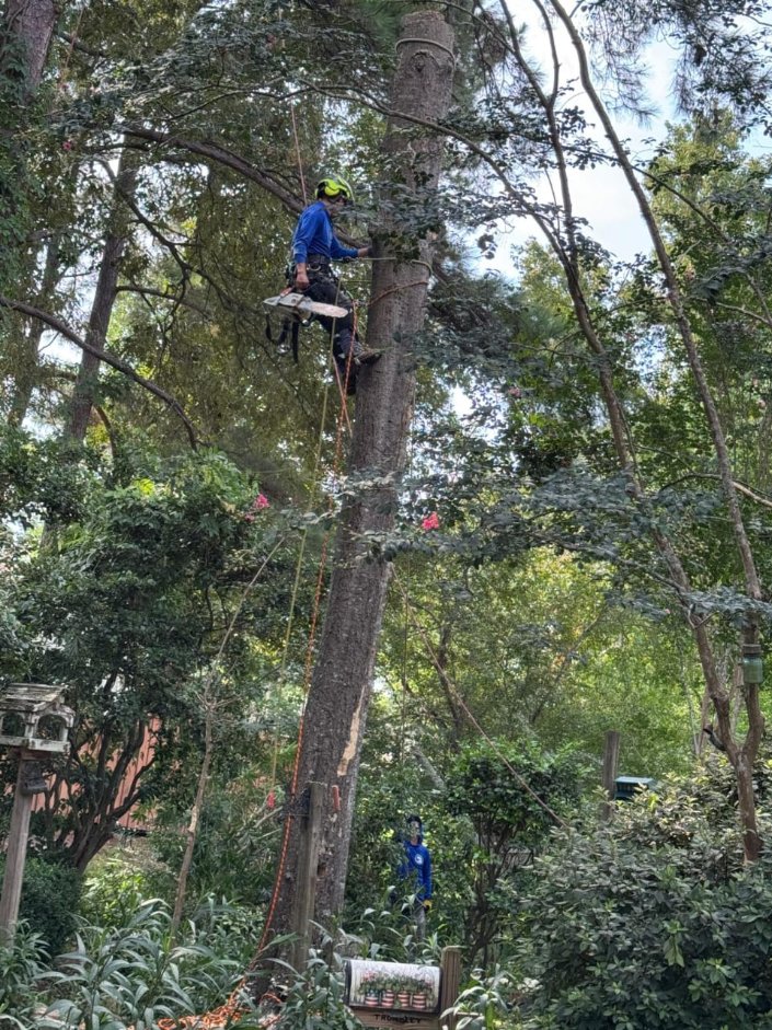 Lion Tree Service and Landscaping LLC project photo 28